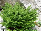 Dryopteris villarii