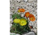 Kernerjev mak (Papaver alpinum kerneri), Brana, Slovenija.