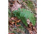 Bodeča podlesnica (Polystichum aculeatum) ohrani zelene liste preko zime.