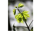 Acer platanoides