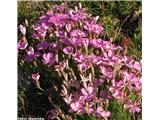 Prezrti klinček (Dianthus pavonius), Col de la Lombarde, FR/IT meja.