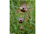 Ophrys holosericea