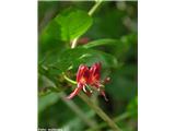 Lonicera alpigena