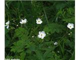 Platanolistna zlatica (Ranunculus platanifolius), Nanos, Slovenija.