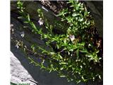 Grmičasti jetičnik (Veronica fruticulosa), Porezen, Slovenija.