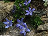 Ceniška zvončica (Campanula cenisia), NP Gran Paradiso, Italija.