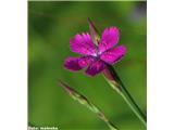 Deltasti klinček (Dianthus deltoides), Mala Lazna, Slovenija.