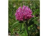 Predalpska detelja (Trifolium alpestre)