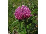 Predalpska detelja (Trifolium alpestre), Pivka, Slovenija.