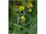 Navadna škrbinka (Sonchus oleraceus)