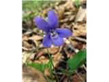 Gozdna vijolica (Viola reichenbachiana)