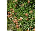 Noriška detelja (Trifolium noricum), Rdeči rob, Slovenija.