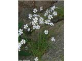 Toga smiljka (Cerastium strictum), NP Gran Paradiso, Italija. Tam je poimenovana Cerastium arvense subsp. strictum.