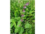 Vretenčasta kadulja (Salvia verticillata), Slevo (Kamnik), slovenija.