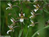 Navadna močvirnica (Epipactis palustris), Planina Osredek, Slovenija.