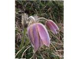 Spomladanski kosmatinec (Pulsatilla vernalis), bohinjske gore, Slovenija.