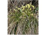 Nizki šaš (Carex humilis), Kamniški vrh, Slovenija.