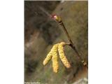 Navadna leska (Corylus avellana), vejica z ženskimi in  moškimi cvetovi.