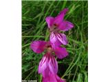 Močvirski meček (Gladiolus palustris), Kamniški vrh, Slovenija.