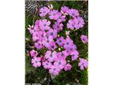 Prezrti klinček (Dianthus pavonius), Col de la Lombarde, FR/IT meja.