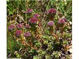 Napojna homulica (Sedum anacampseros), Galibier, Francija.