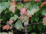 Brek (Sorbus torminalis)