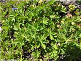 Peterolistna plahtica (Alchemilla pentaphyllea)