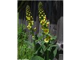 Volnati lučnik (Verbascum alpinum), Planina Osredek, Slovenija.