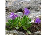 Primula glutinosa