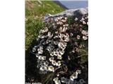 Burserjev kamnokreč (Saxifraga burseriana), Vajnež, Slovenija.