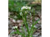 Gozdna penuša (Cardamine flexuosa)