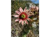 Navadni netresk (Sempervivum tectorum), Golte, Slovenija.