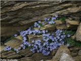 Ceniška zvončica (Campanula cenisia), NP Gran Paradiso, Italija.