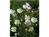 Lasasta črvinka (Minuartia capillacea), Kamniški vrh, Slovenija.