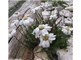 Dolomitski rman (Achillea oxyloba)