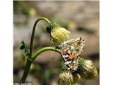 Cirsium erisithales