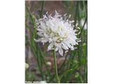 Cephalaria leucantha