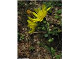 Grozdasta škržolica (Hieracium racemosum)