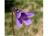 Navadna mastnica (Pinguicula vulgaris)