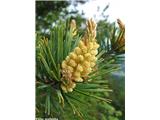 Pinus sylvestris