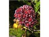 Napojna homulica (Sedum anacampseros), Galibier, Francija.