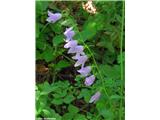 Repuščevolistna zvončica (Campanula rapunculoides), Rakov Škocjan, slovenija.