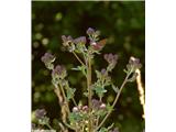 Cirsium avense