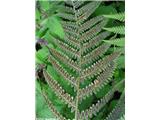 Dryopteris filix-mas