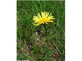 Srhkodlakavi oman (Inula hirta), Kamniški vrh, Slovenija.