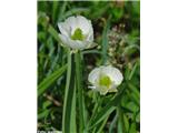 Pirenejska zlatica (Ranunculus pyrenaeus var. kuepferi), NP Gran Paradiso, Italija.