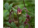 Potočna sretena (Geum rivale)