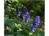 Latasta preobjeda (Aconitum degenii), Rodica, Slovenija.