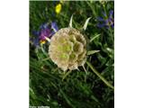 Travnolistni grintavec (Scabiosa graminifolia), Čaven, Slovenija.