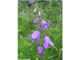 Repuščevolistna zvončica (Campanula rapunculoides), Klemenčevo (Kamnik), Slovenija.